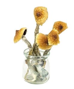 Mungus – Brazilian Magic Mushrooms