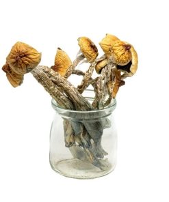 Mungus – Creeper Magic Mushrooms